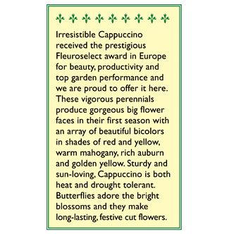Rudbeckia Cappuccino (Butterfly) Flower Seeds