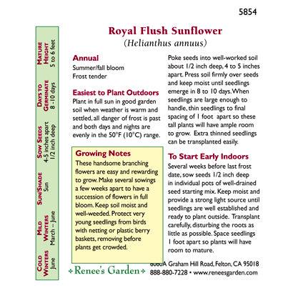 Royal Flush Ornamental Sunflower Flower Seeds