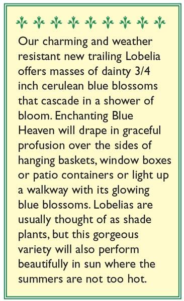 Blue Heaven Windowbox Lobelia Flower Seeds