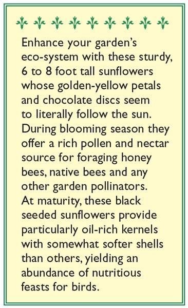 The Birds & Bees Songbird Sunflower Flower Seeds