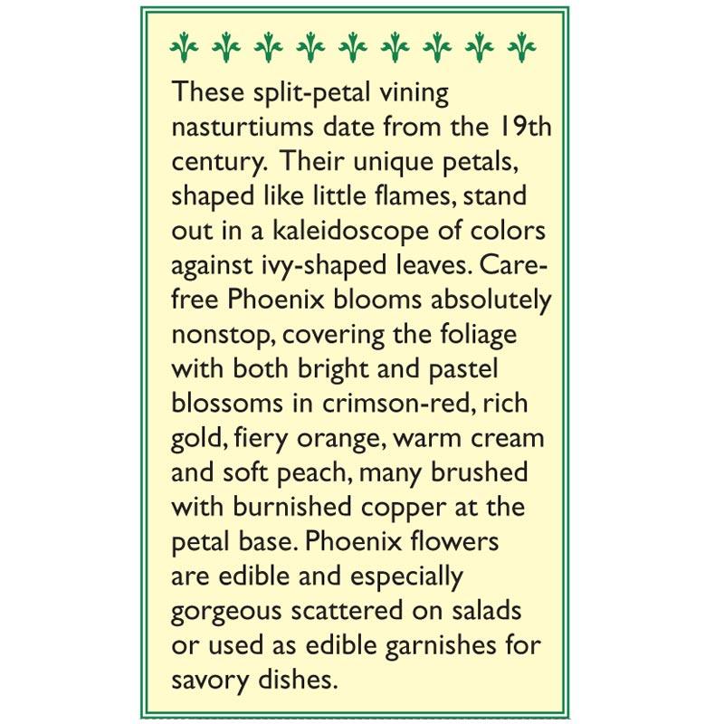 Phoenix Climbing Nasturtium Flower Seeds