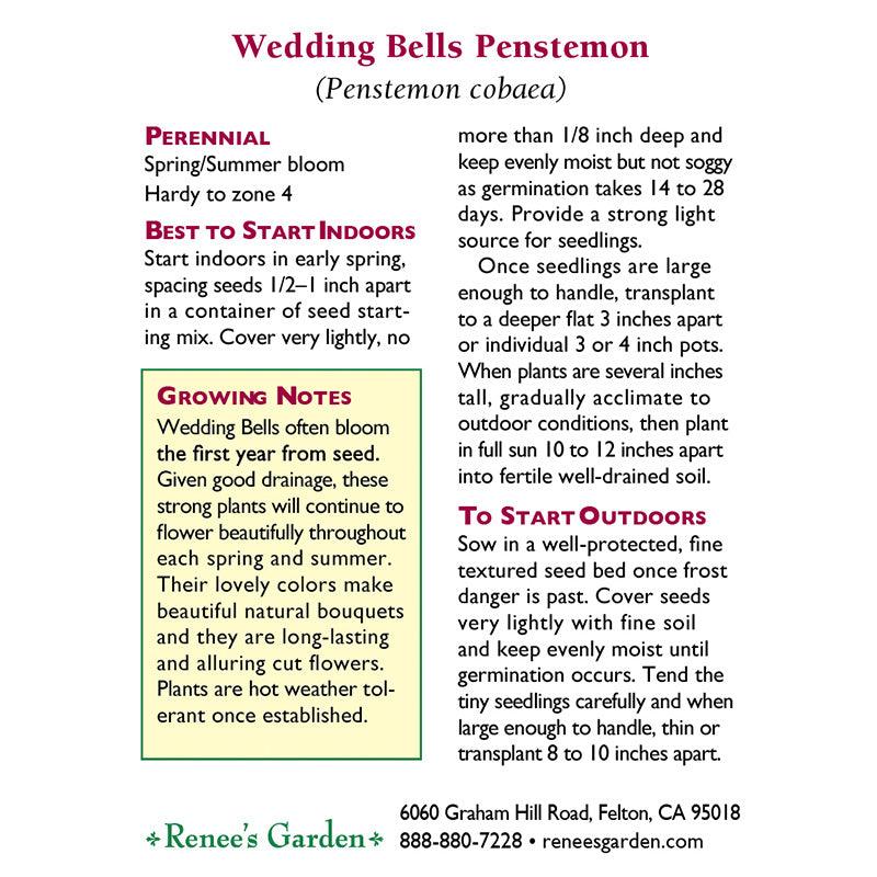 Wedding Bells Hummingbird Penstemon Flower Seeds