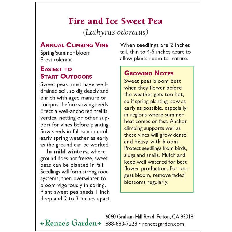 Fire and Ice Sweet Pea Flower Seeds