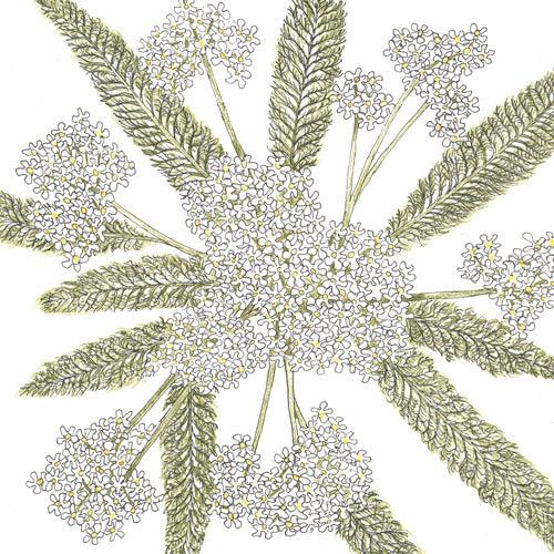 White Yarrow Flower Seeds