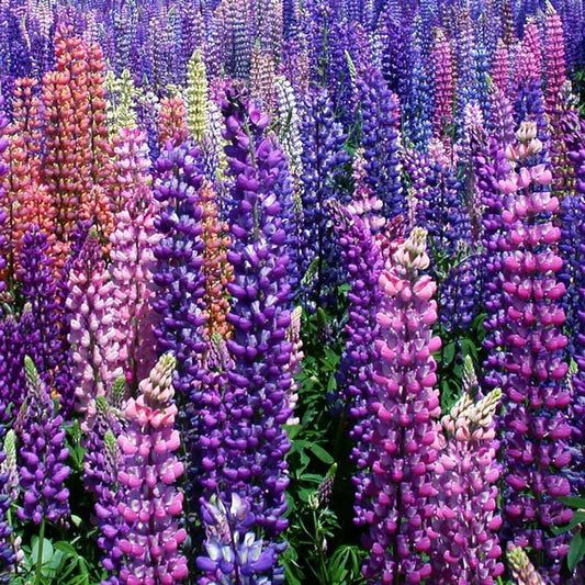 Lupine, Russell (lb)