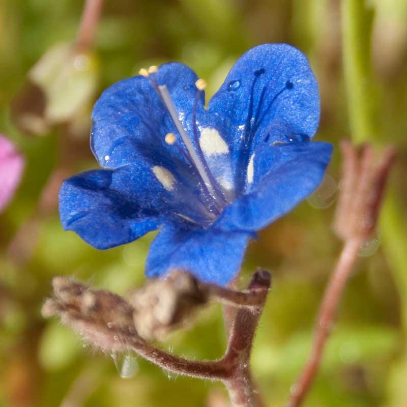 California Blue Bells (pack)