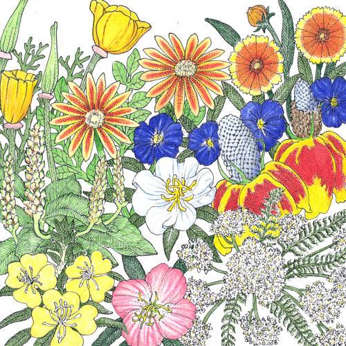 California Perennial Wildflower Mix (pack)