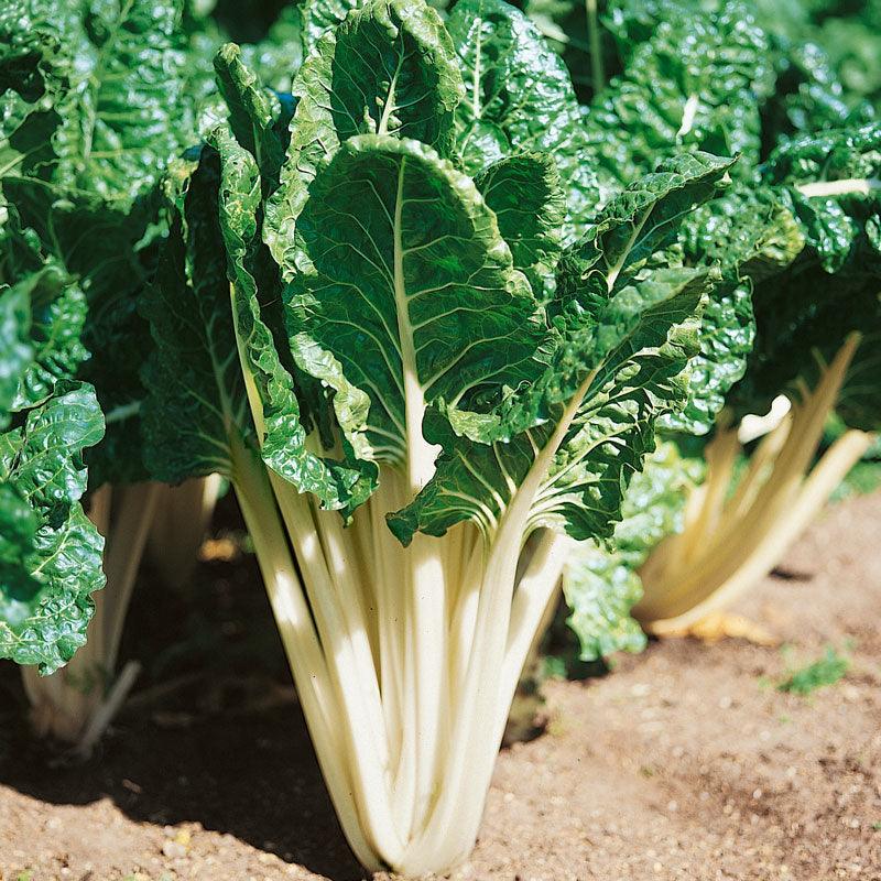 Organic Chard, Fordhook Giant (1/4 lb)