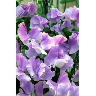 Blue Celeste Exhibition Sweet Pea Flower Seeds