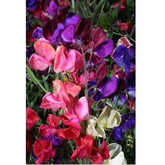 Queen of the Night Sweet Pea Flower Seeds