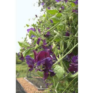 North Shore Sweet Pea Flower Seeds