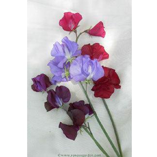 Velvet Elegance Sweet Pea Flower Seeds