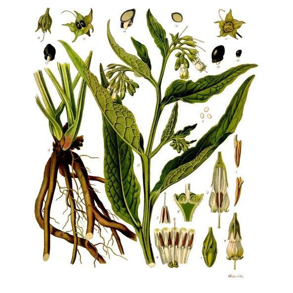 True Comfrey Seeds (Organic)