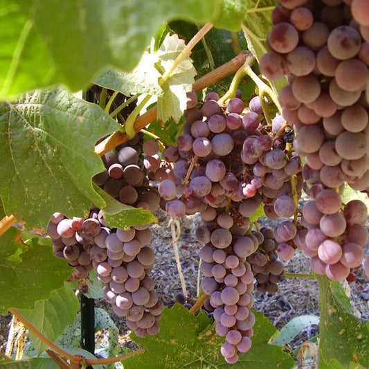 Black Monukka Seedless Table Grape Vine