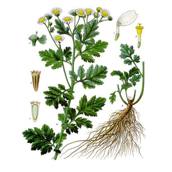 Feverfew Seeds (Organic)