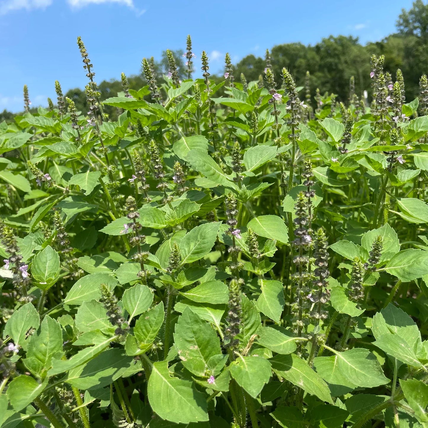 Tea Garden Seeds Mix (Organic)