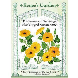 Black-eyed Susan Vine Thungbergia Flower Seeds