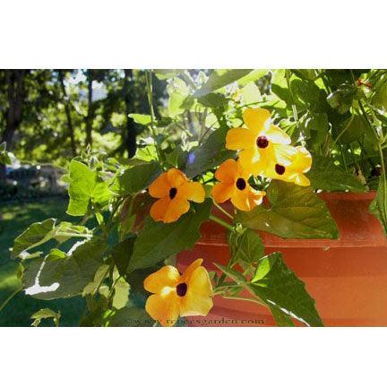 Black-eyed Susan Vine Thungbergia Flower Seeds