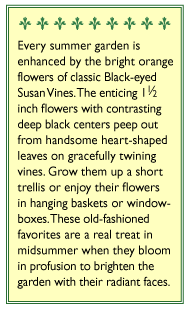 Black-eyed Susan Vine Thungbergia Flower Seeds