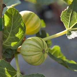 Tiger Panache Potted Fig Tree