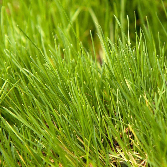 Timothy Grass Seed (Lb)