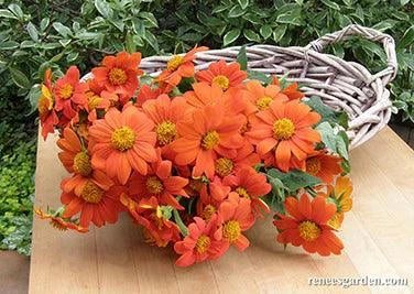 Tithonia Torch (Mexican Sunflower)
