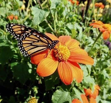 Tithonia Torch (Mexican Sunflower)