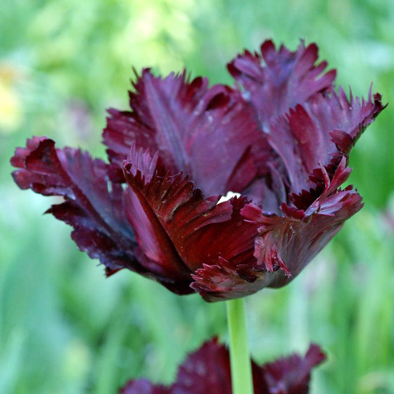 Black Parrot Tulip Bulbs (Pack of 7)