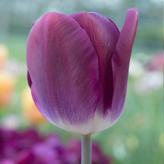Kansas Proud Triumph Tulip Bulbs (Pack of 7)
