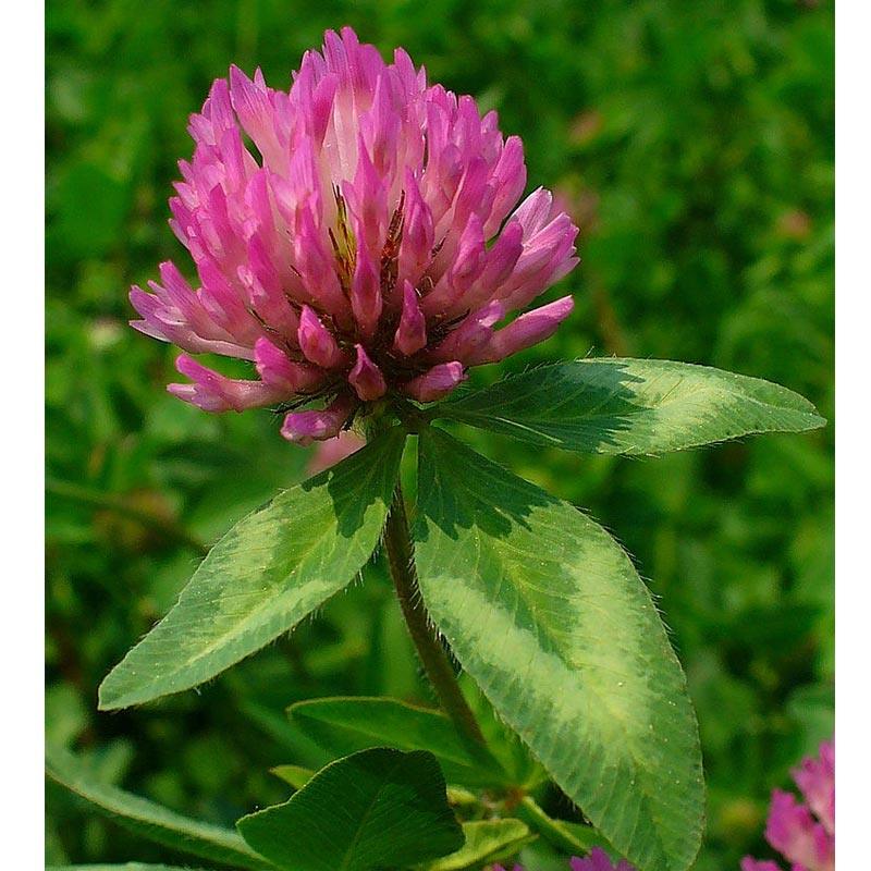 Organic Red Clover - Raw Seed (lb)