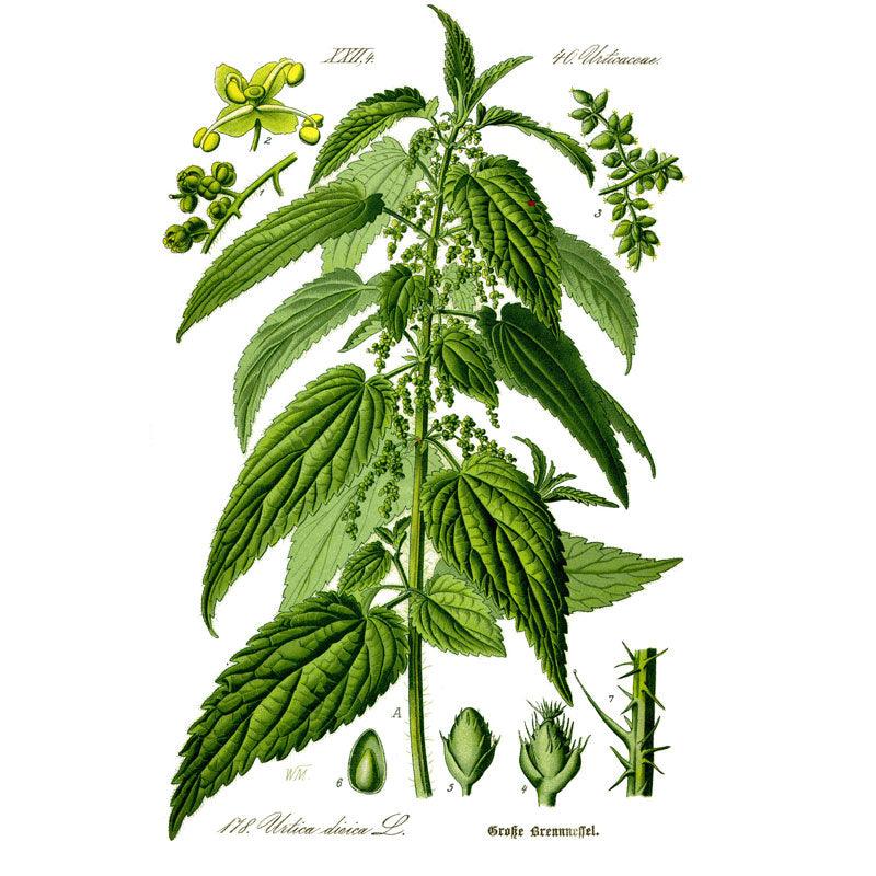 Stinging Nettles Seeds (Organic)