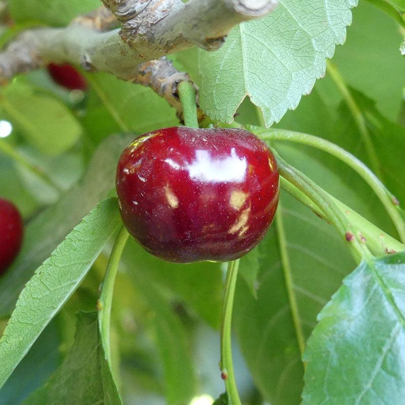 Utah Giant Cherry Tree
