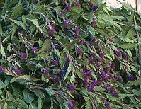 Organic Blue Vervain Seeds