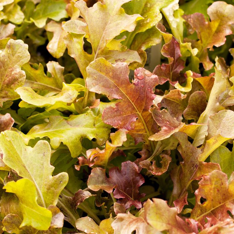 Red Salad Bowl Lettuce Seeds (Organic)
