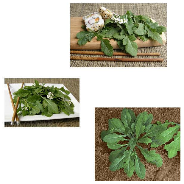 Wasabi Arugula Seeds
