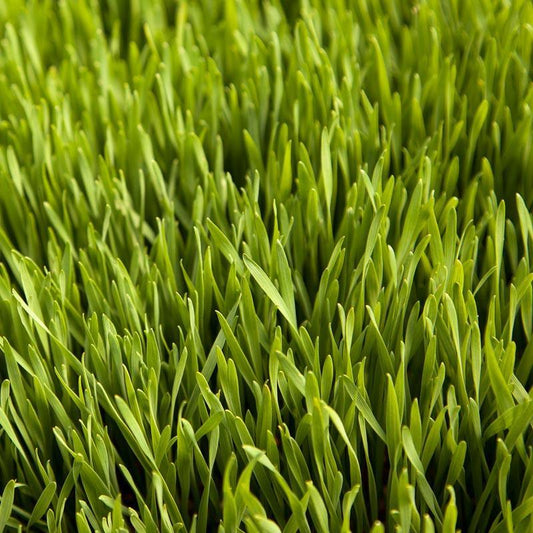 Wheat Red Winter Seed (lb)