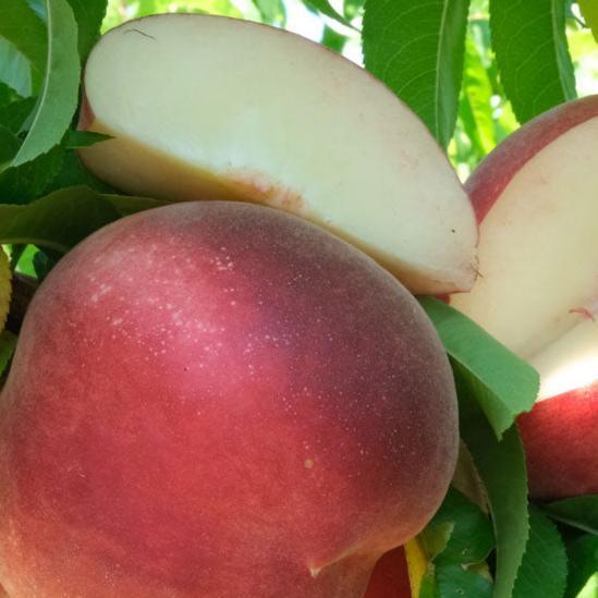 White Peach/Nectarine, 3 on 1 Multi Grafted Fruit Tree