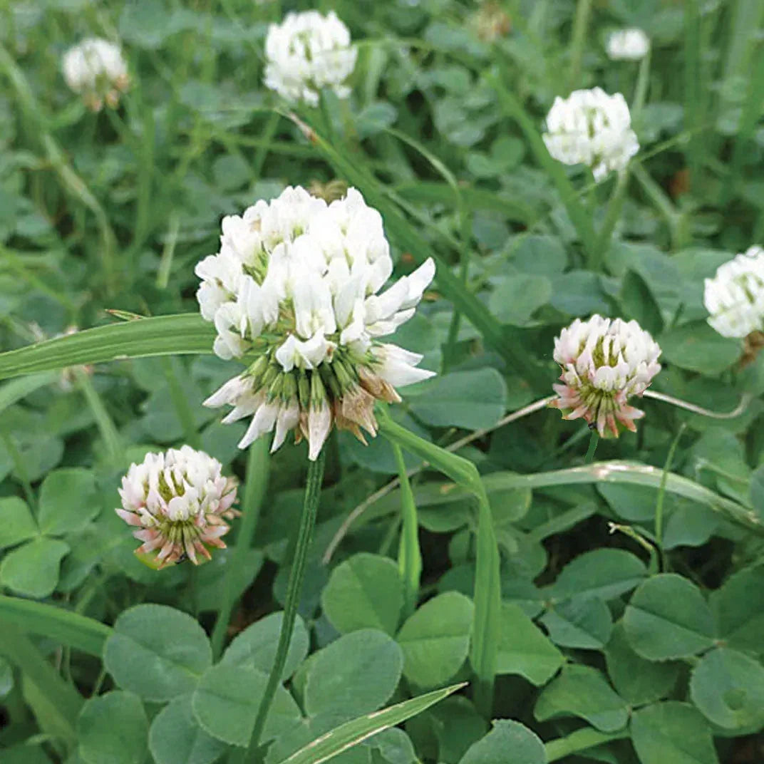 Dutch White Clover - Nitrocoated Seed (lb)