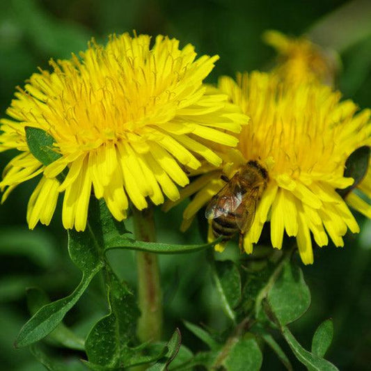 Wild Dandelion Seeds (Organic)
