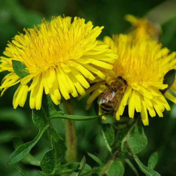 Wild Dandelion Seeds (Organic)