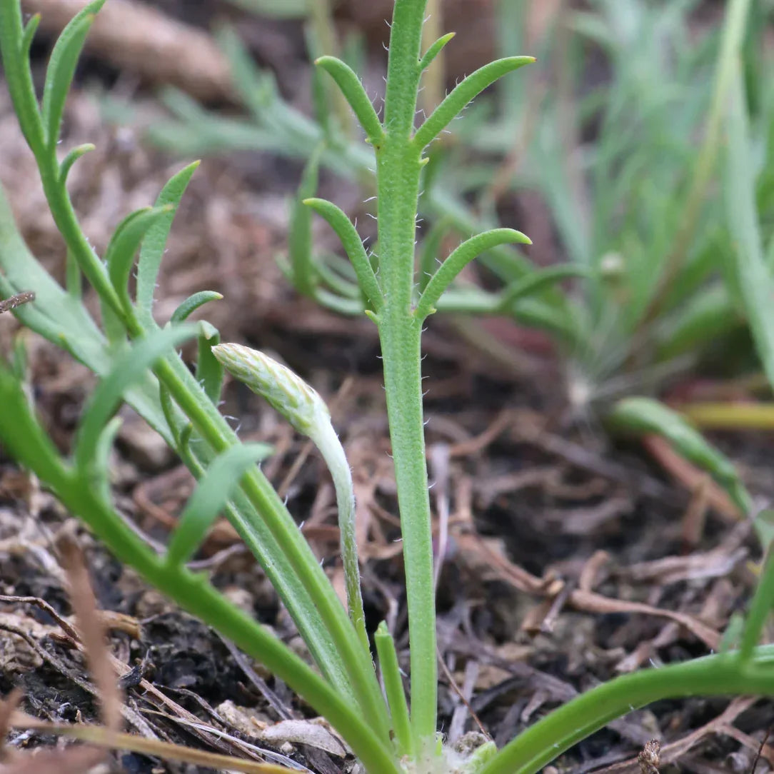 Winter Greens Seeds Mix (Organic)