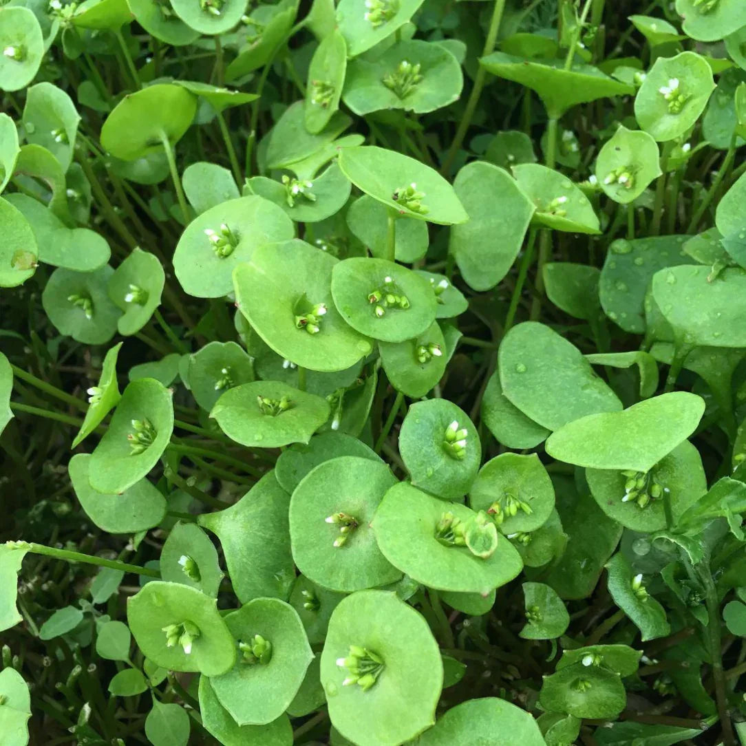 Winter Greens Seeds Mix (Organic)
