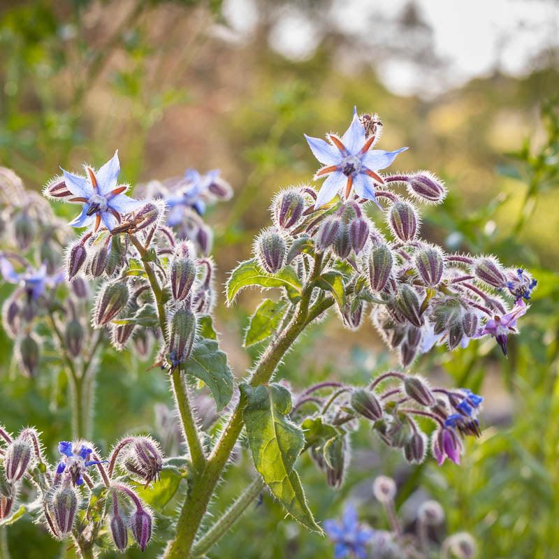 Organic Borage (1/4 lb)
