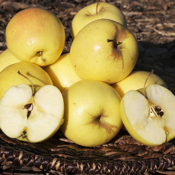 Golden Delicious Apple Tree