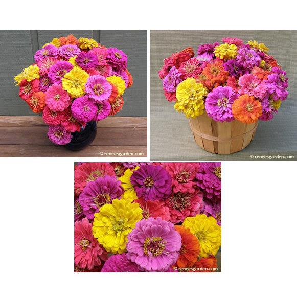 Cabaret Double Cutting Zinnia Flower Seeds