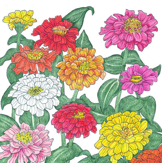 Zinnia, California Mix (1/4 lb)