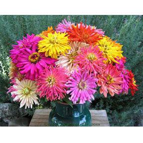 Raggedy Anne Cactus Zinnia Flower Seeds