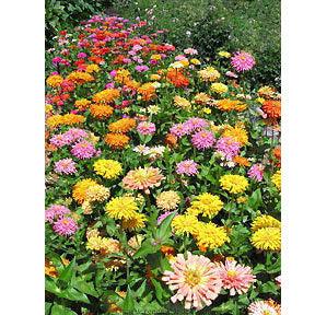 Raggedy Anne Cactus Zinnia Flower Seeds