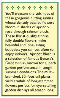 Apricot Blush Cutting Zinnia Flower Seeds