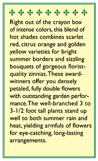 Hot Crayon Colors Cutting Zinnia Flower Seed Mix